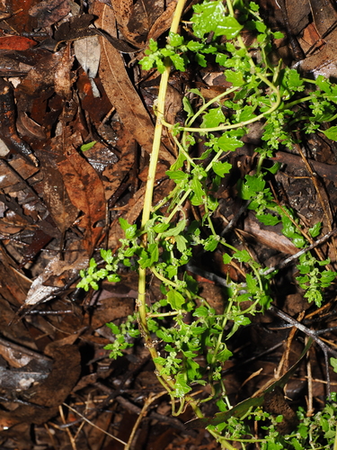 Dysphania carinata, photograph 6