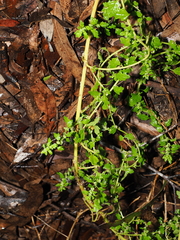 Dysphania carinata, photograph (c) Lucas Christofides, some rights reserved (CC BY)