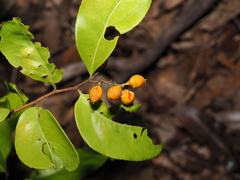 Celastrus subspicatus, photograph (c) Lucas Christofides, some rights reserved (CC BY)