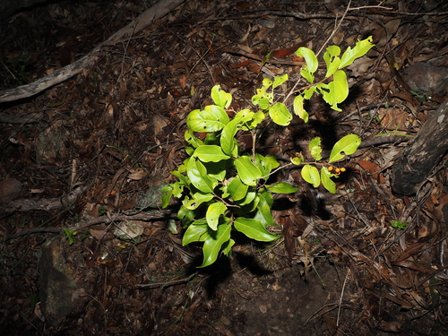 Celastrus subspicatus, photograph 2