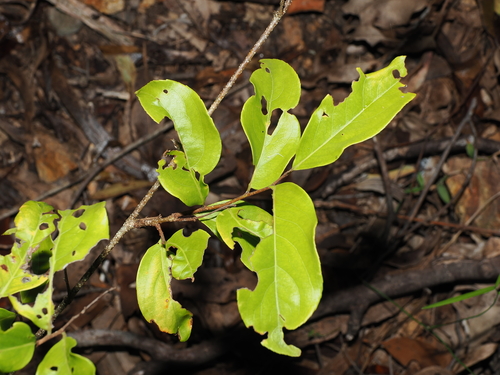 Celastrus subspicatus, photograph 5