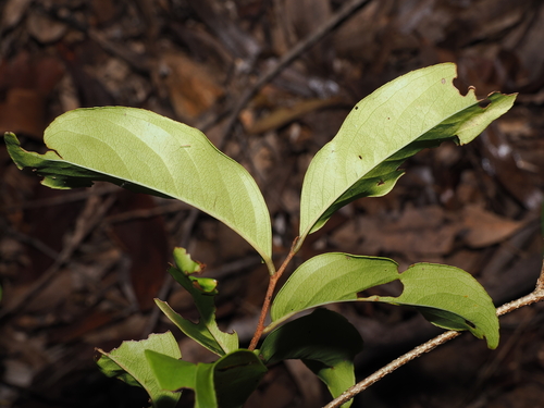 Celastrus subspicatus, photograph 3