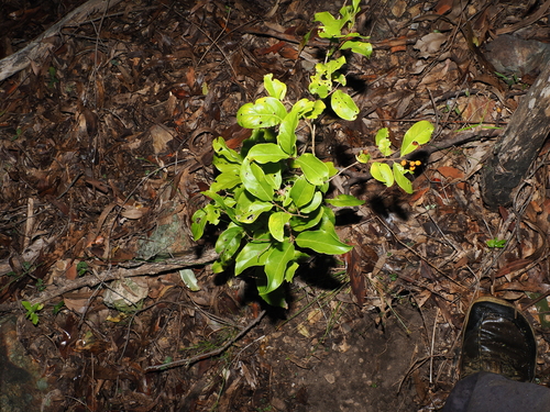Celastrus subspicatus, photograph 4
