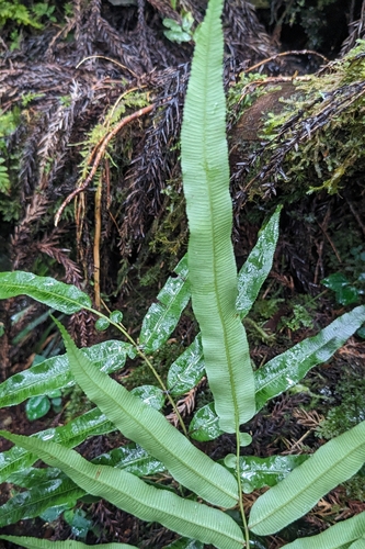 Plagiogyria euphlebia observed 2026-06-28