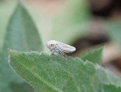Graphocephala marathonensis