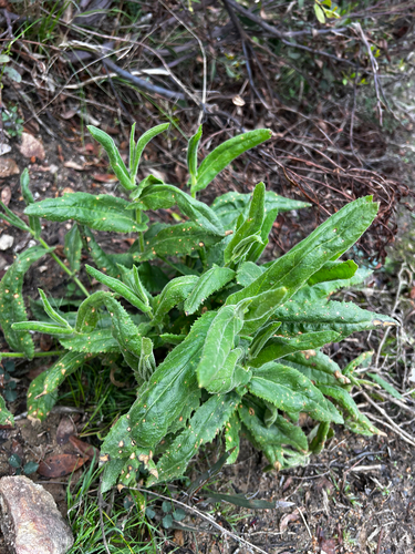 Goodenia amplexans, photograph 5