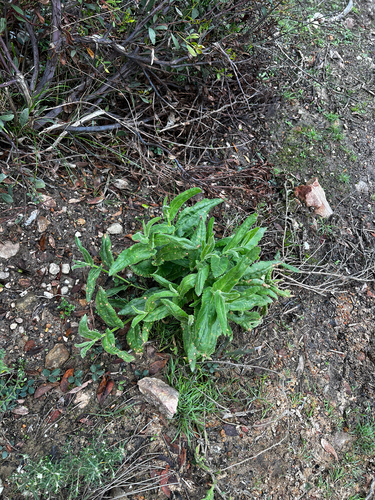 Goodenia amplexans, photograph 6