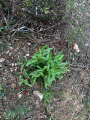 Goodenia amplexans, photograph (c) Alex Stuart, some rights reserved (CC BY)