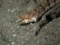 Deepwater Blenny photo 1