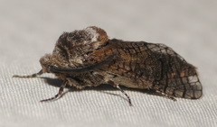 Prionoxystus macmurtrei