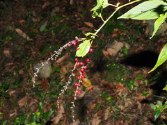 Deeringia amaranthoides