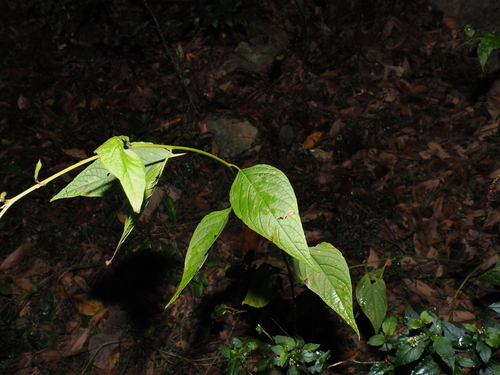 Deeringia amaranthoides, photograph 1