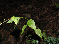 Deeringia amaranthoides, photograph (c) Lucas Christofides, some rights reserved (CC BY)