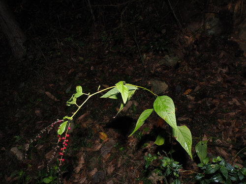 Deeringia amaranthoides, photograph 2