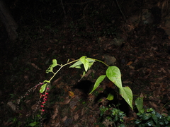 Deeringia amaranthoides, photograph (c) Lucas Christofides, some rights reserved (CC BY)