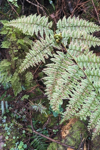 Monachosorum henryi, photograph 3