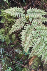 Monachosorum henryi, photograph (c) 許文俊, some rights reserved (CC BY-SA)