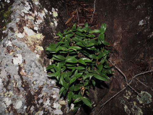 Foto de Dendrobium kingianum