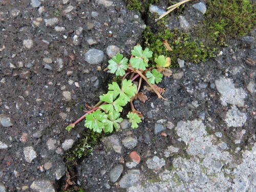 Hydrocotyle batrachium observed 2026-06-28