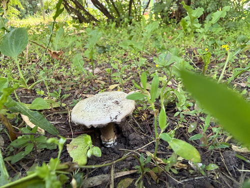 Наблюдение на iNaturalist