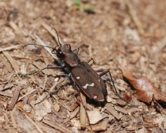 Cicindela gemmata