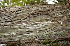 Brassavola tuberculata