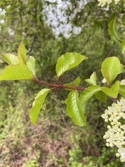 Viburnum prunifolium