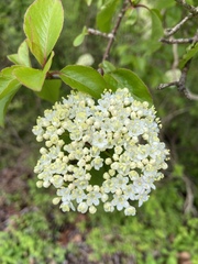 Viburnum prunifolium
