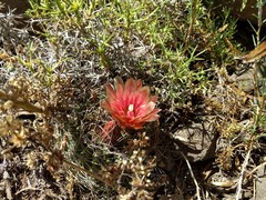 Eriosyce curvispina