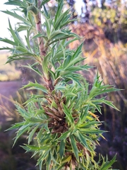 Cliffortia phillipsii