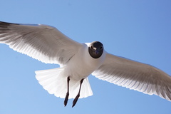 Chroicocephalus ridibundus