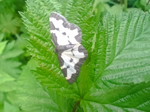 Clouded Border