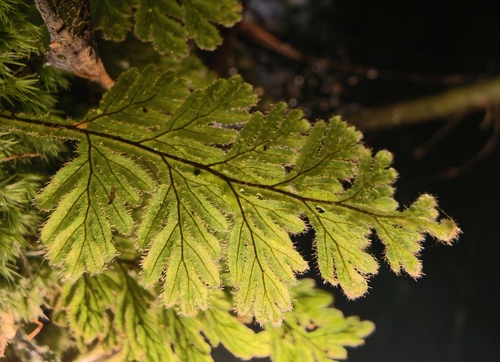 Hymenophyllum imbricatum observed 2026-06-16