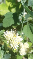 Astylus vittaticollis