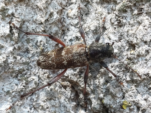 Aspen Zebra Beetle