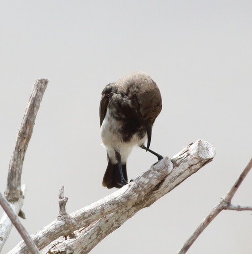 Dusky Sunbird (Cinnyris fuscus), photo 5