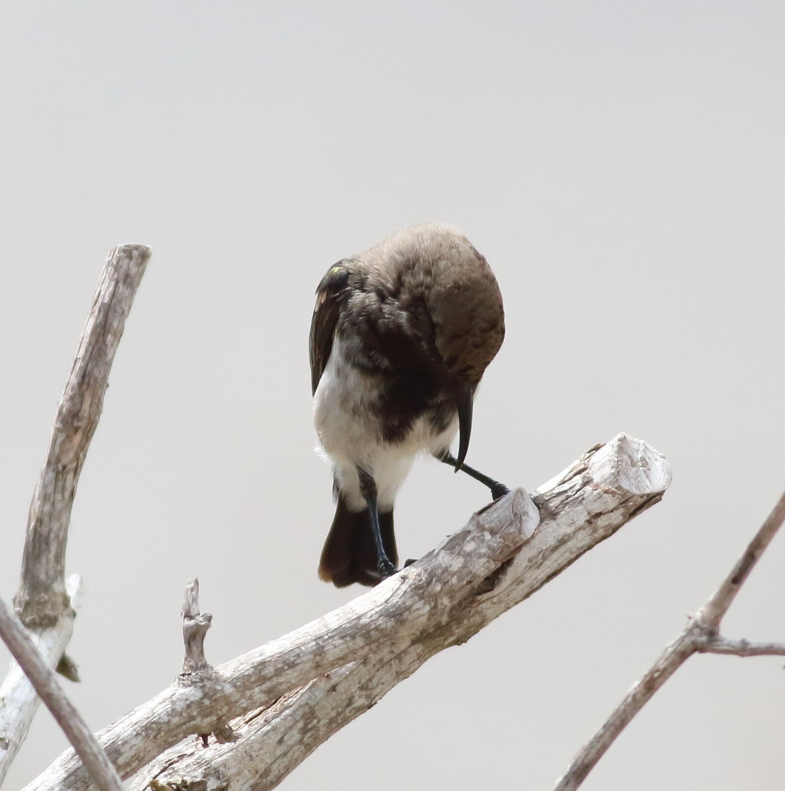 Dusky Sunbird (Cinnyris fuscus), photo 5