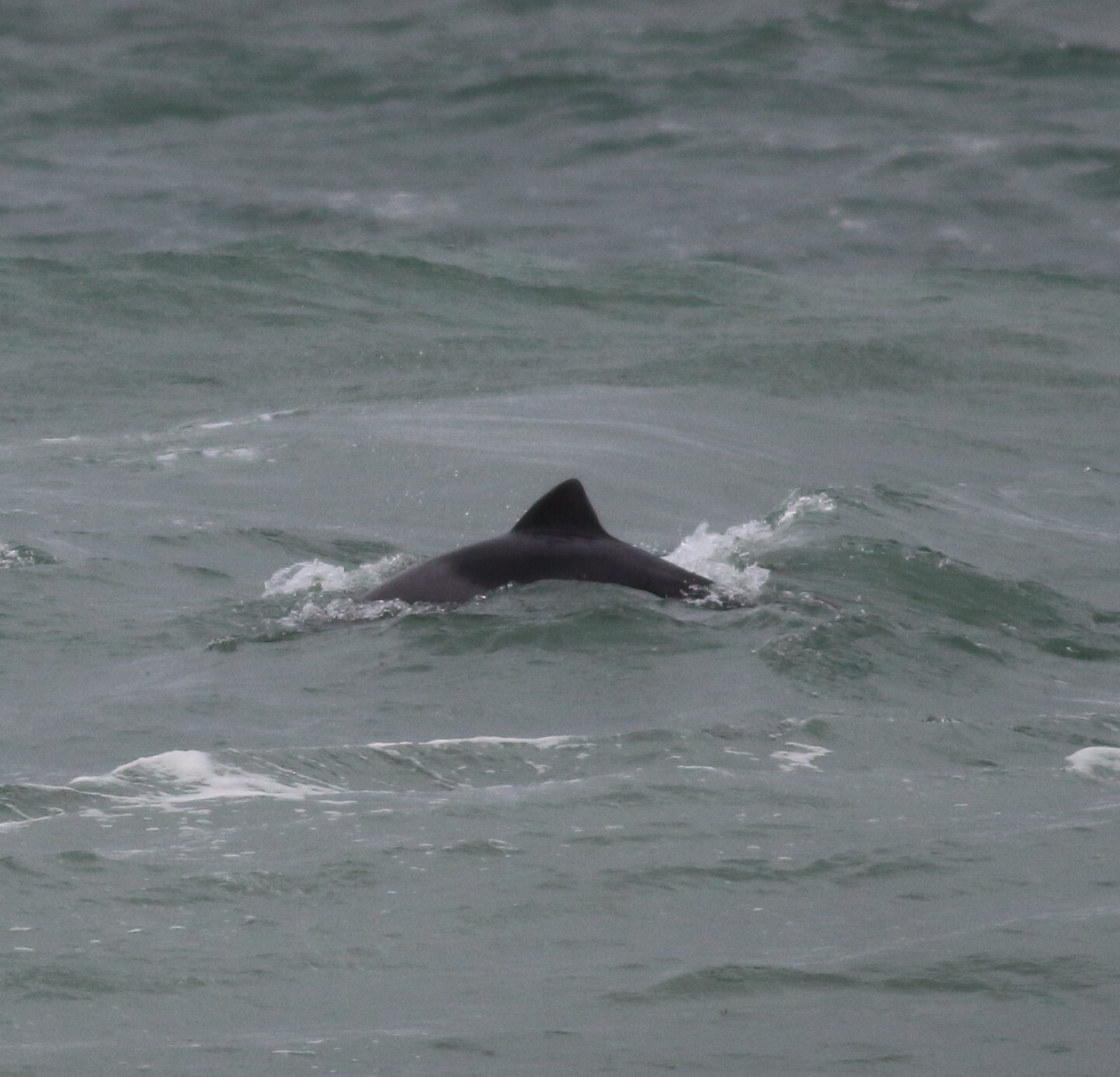 Cephalorhynchus heavisidii