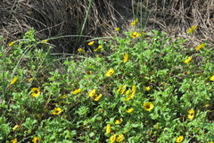 Helianthus debilis image