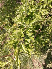 Crataegus monogyna