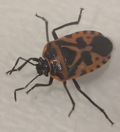 cruciferous bug