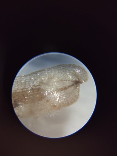 Brandisia hancei