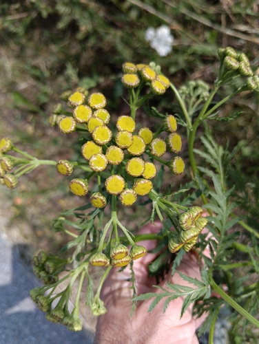 tansy