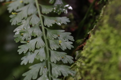 Asplenium gueinzianum
