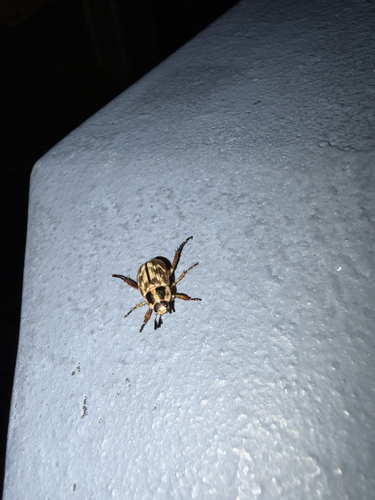 Oriental Beetle