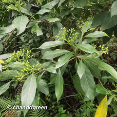 Pavetta hongkongensis