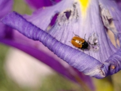 Cryptocephalus rugicollis