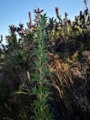 Cliffortia phillipsii