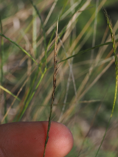 Enteropogon unispiceus observed 2026-06-27