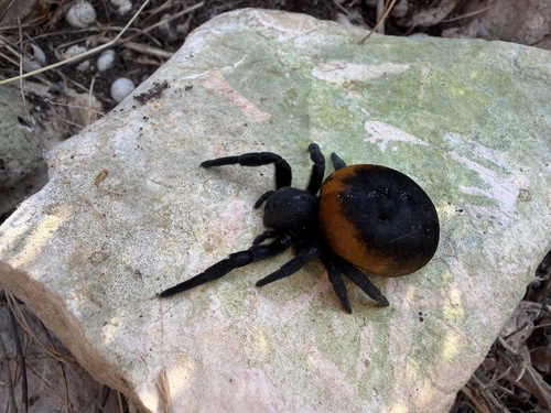 Eresus walckenaeri